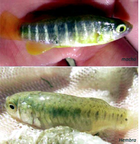 Aphanius fasciatus_06.jpg